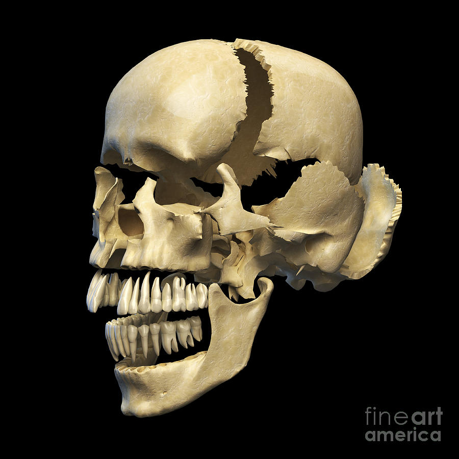 Perspective View Of Human Skull Digital Art