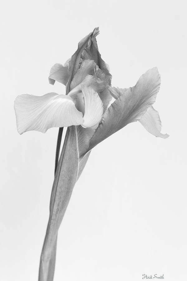 Iris Photograph - Persuade  by Heidi Smith
