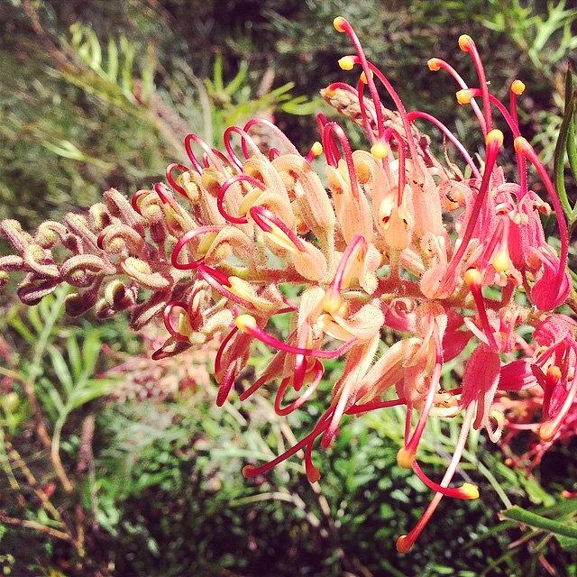 Nature Photograph - Australian Grevillea Flower by Sinead Connell