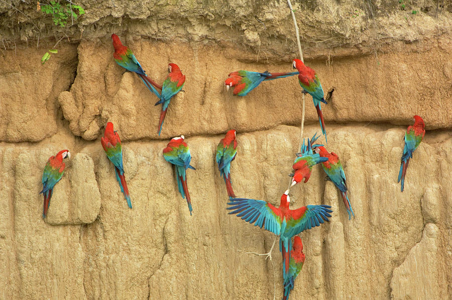 Macaw Photograph - Peru, Amazon River Basin, Madre De Dios by Jaynes Gallery