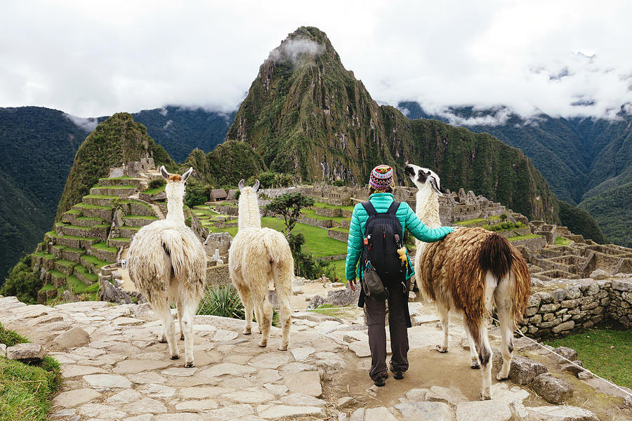 Peru, Machu Picchu region, Female traveler looking at Machu Picchu citadel and Huayna mountain with three llamas Photograph by Westend61