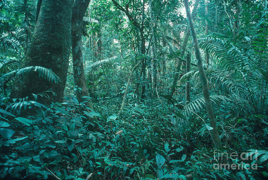 Peruvian Amazon Photograph by Gregory G. Dimijian, M.D.
