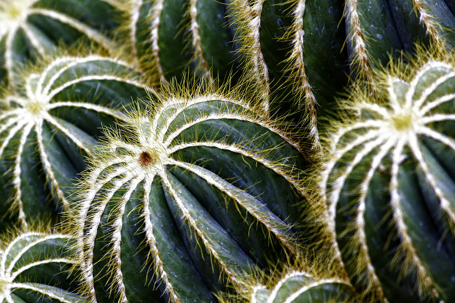 Peruvian Apple Cactus-001 Photograph by David Allen Pierson
