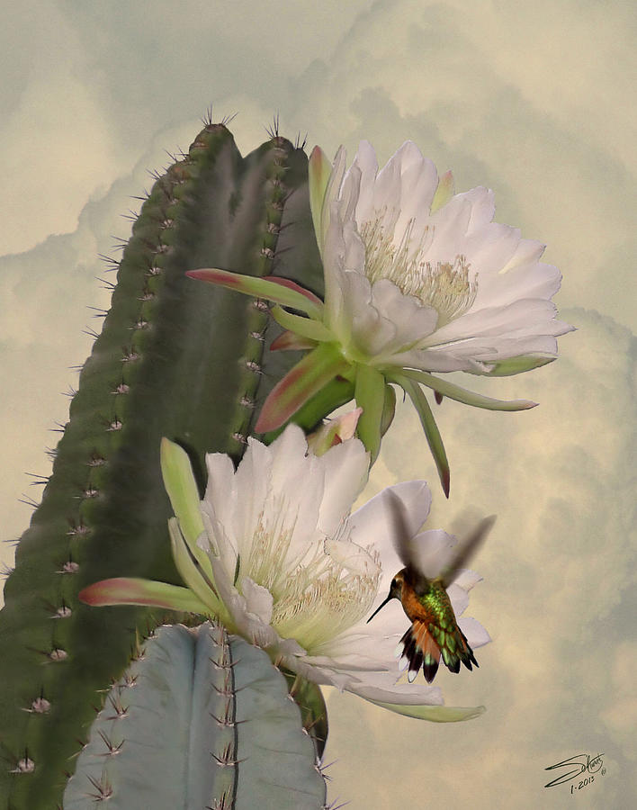 Peruvian Apple Cactus Flowers and Hummingbird Digital Art by M Spadecaller