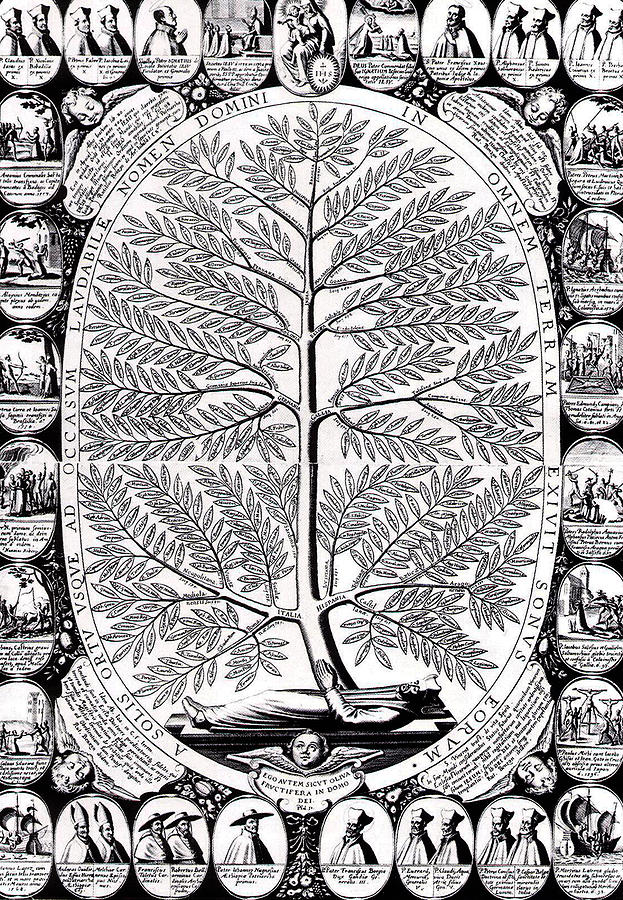 Tree Drawing - Peruvian Bark or Jesuit Tree by Unknown