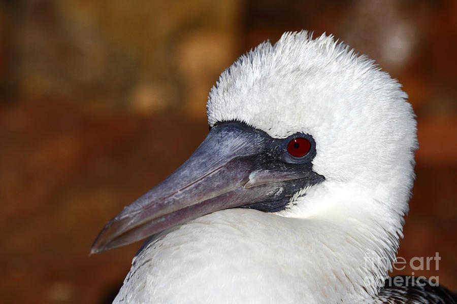 Nature Photograph - Peruvian Booby Portrait by James Brunker