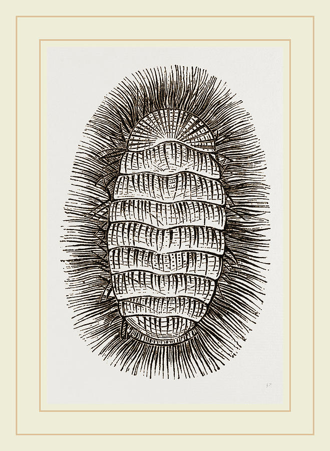 Peruvian Chiton Drawing by Litz Collection - Fine Art America