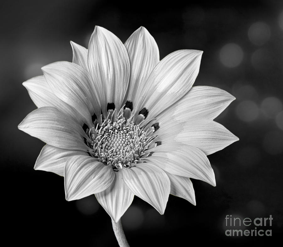 Peruvian Daisy in Black and White Photograph by Shirley Mangini