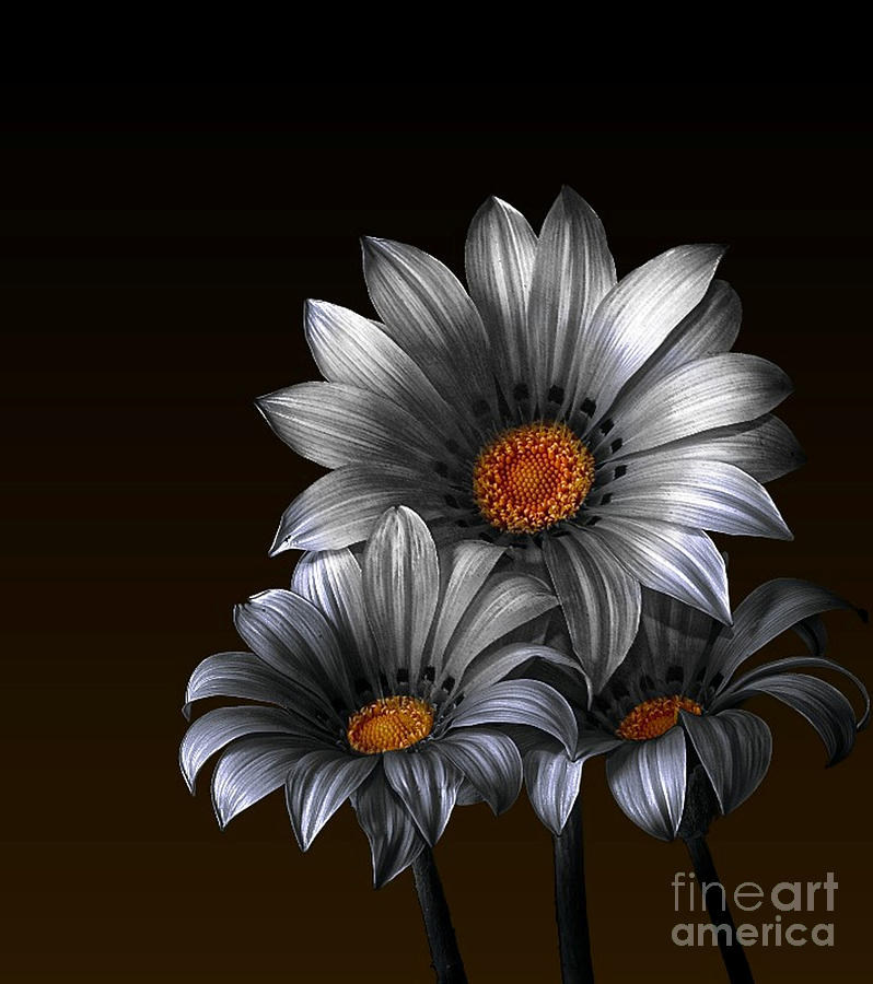 Peruvian Daisy Silver and Gold Photograph by Shirley Mangini