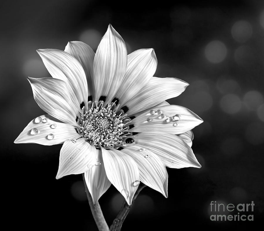 Peruvian Daisy with Drop in lack and White Photograph by Shirley Mangini
