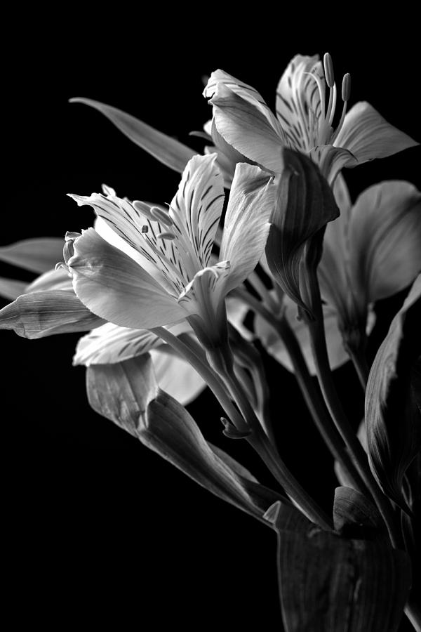 Peruvian Lilies in Black and White Photograph by Sennie Pierson