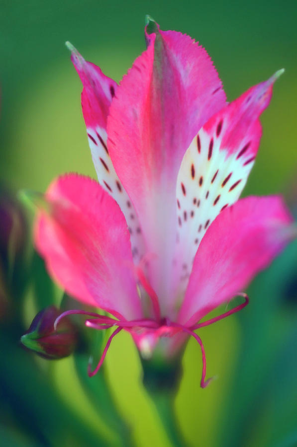 Peruvian Lily (alstroemeria Haemantha) Photograph by Maria Mosolova ...
