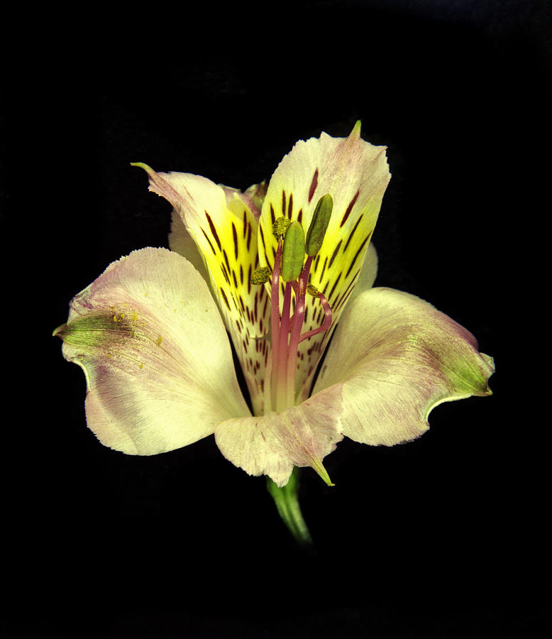 Peruvian Lily. Photograph by Chris  Kusik