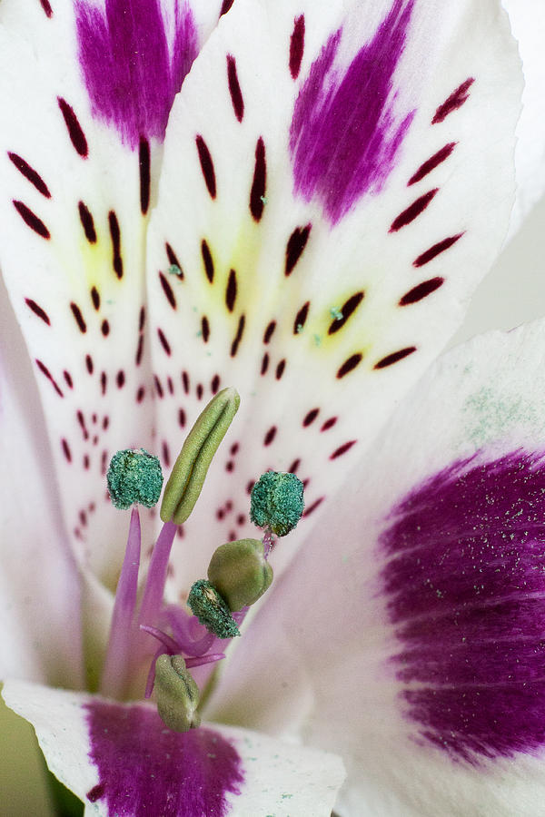 Lily Photograph - Peruvian Lily by Daniel Csoka