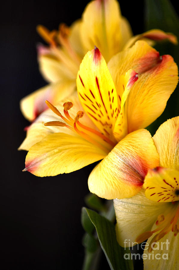 Peruvian Lily Photograph by Deb Halloran