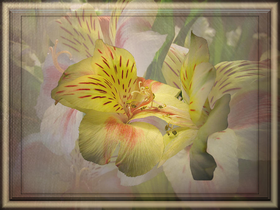 Peruvian Lily Framed Photograph by Susan McMenamin