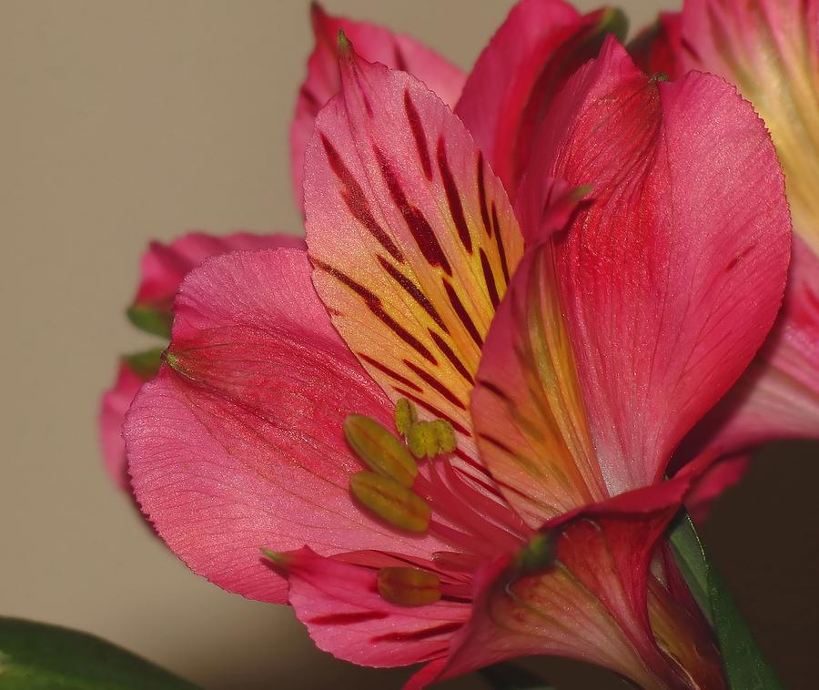 Flower Photograph - Peruvian Lily by MTBobbins Photography