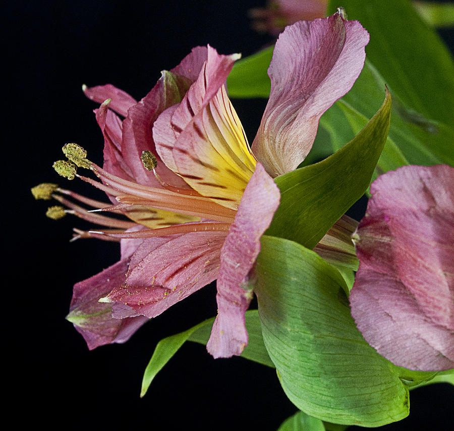Peruvian Lily Photograph by Patricia Bolgosano