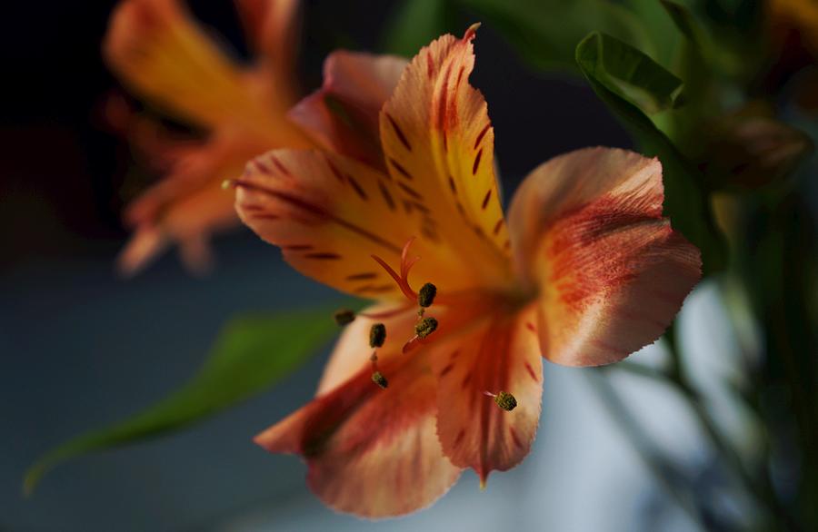 Lily Photograph - Peruvian Lily by Photographic Arts And Design Studio