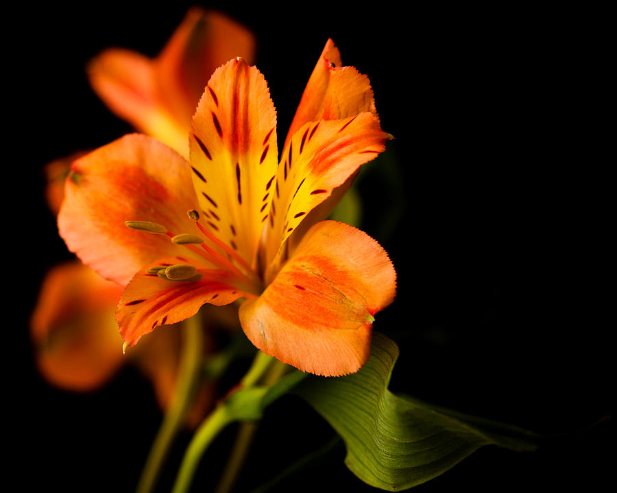 Peruvian Lily Photograph by Sennie Pierson