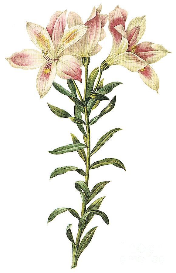 Peruvian Lily Drawing by Spencer McKain