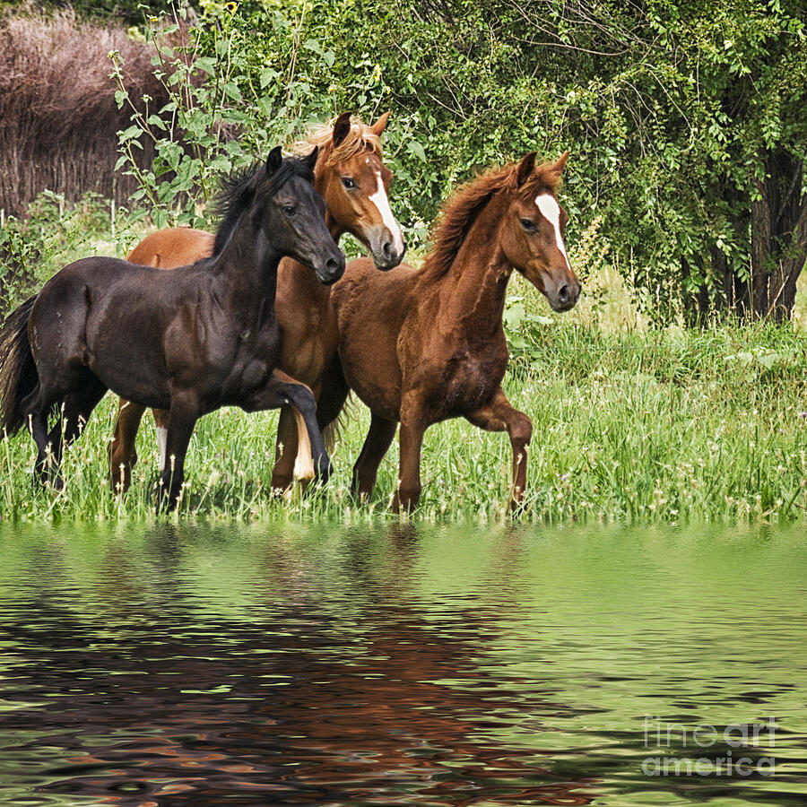 Horse Photograph - Peruvian Paso Reflections by Priscilla Burgers