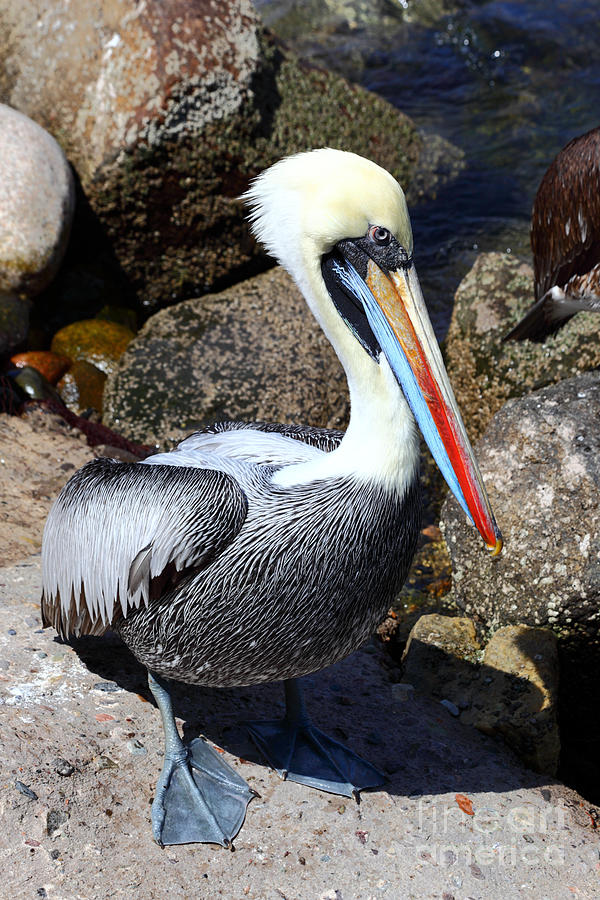 Peruvian Pelican Photograph by James Brunker