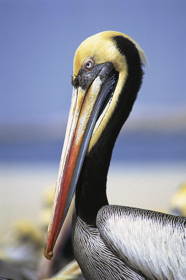 Peruvian Pelican Lobos De Afuera Island Photograph by Tui De Roy
