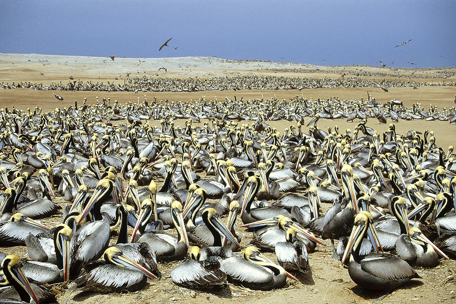 Peruvian Pelican Nesting Colony Photograph by Tui De Roy