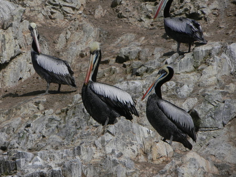 Peruvian Pelicans Photograph