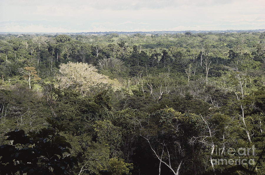 Peruvian Rainforest Canopy Photograph by Gregory G. Dimijian, M.D.
