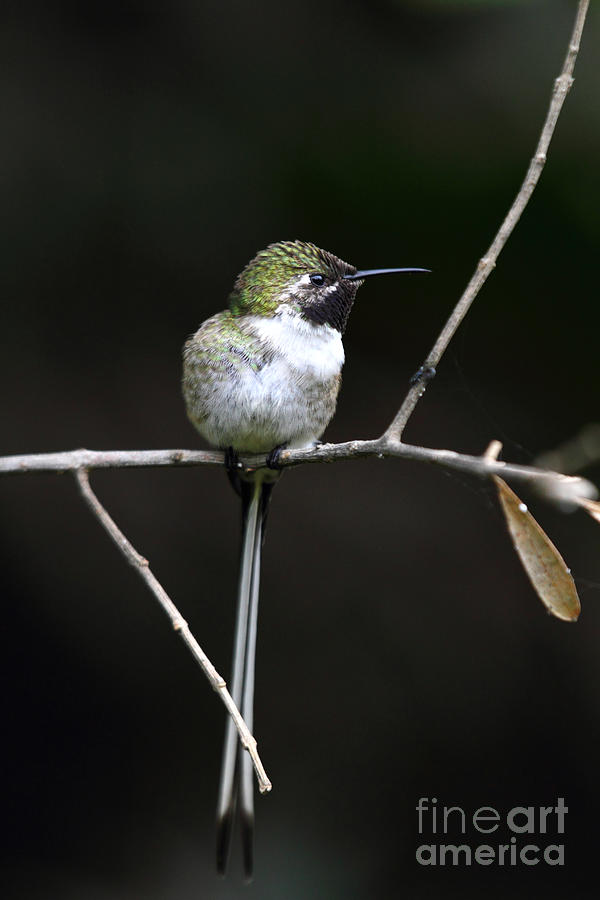 Peruvian Sheartail Hummingbird Photograph by James Brunker