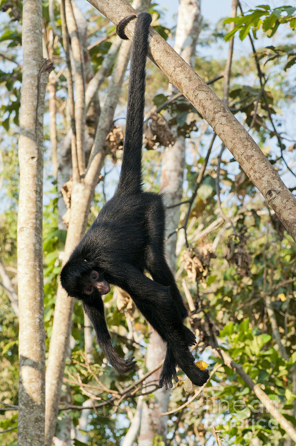 Peruvian Spider Monkey Photograph by William H. Mullins