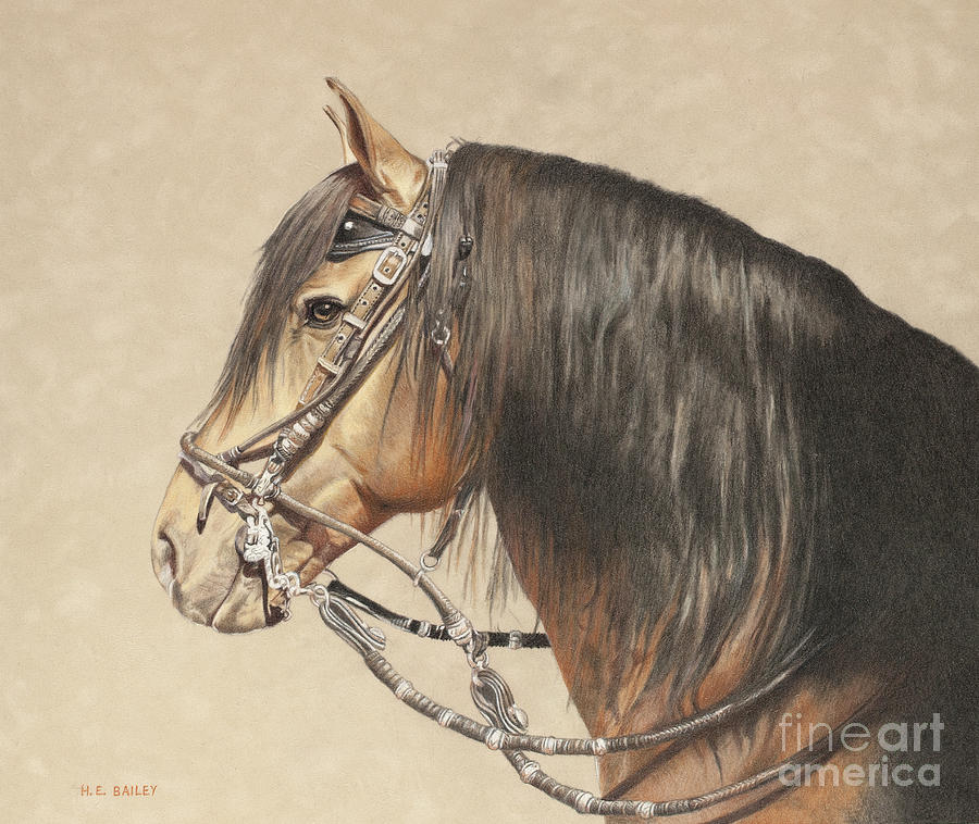 Peruvian Stallion Drawing by Helen Bailey