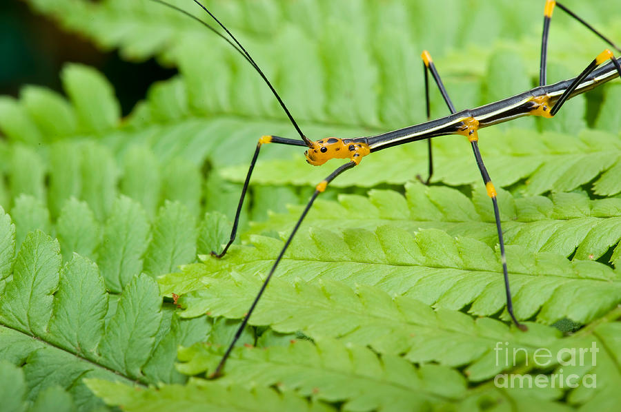 Peruvian Stick Bug Photograph by Frank Teigler