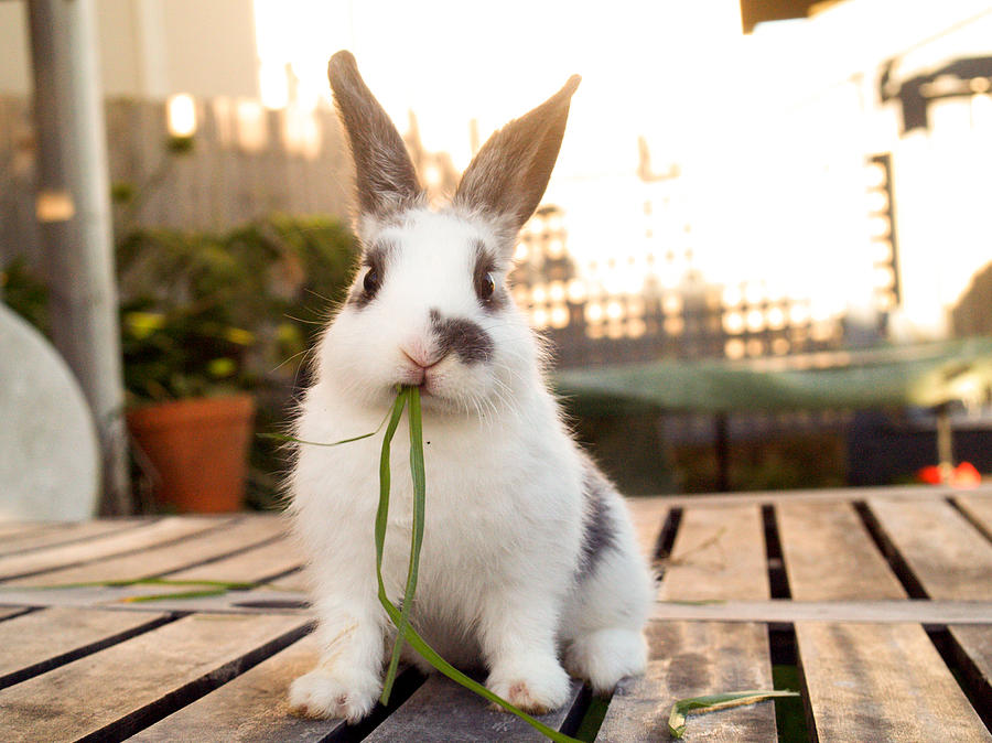 Pet baby rabbit eating grass Photograph by Danielle Kiemel