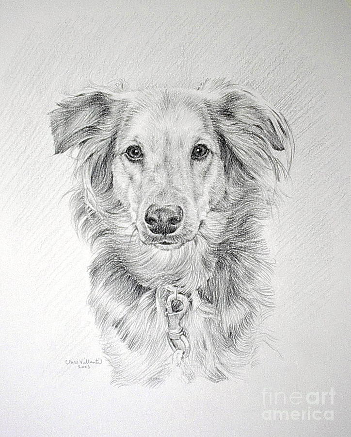 Pet Portraits Drawing - Pet Dog by Clare Villanti