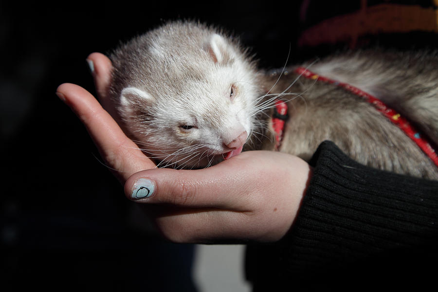 Animal Photograph - Pet ferret licking a hand by Ulrich Kunst And Bettina Scheidulin