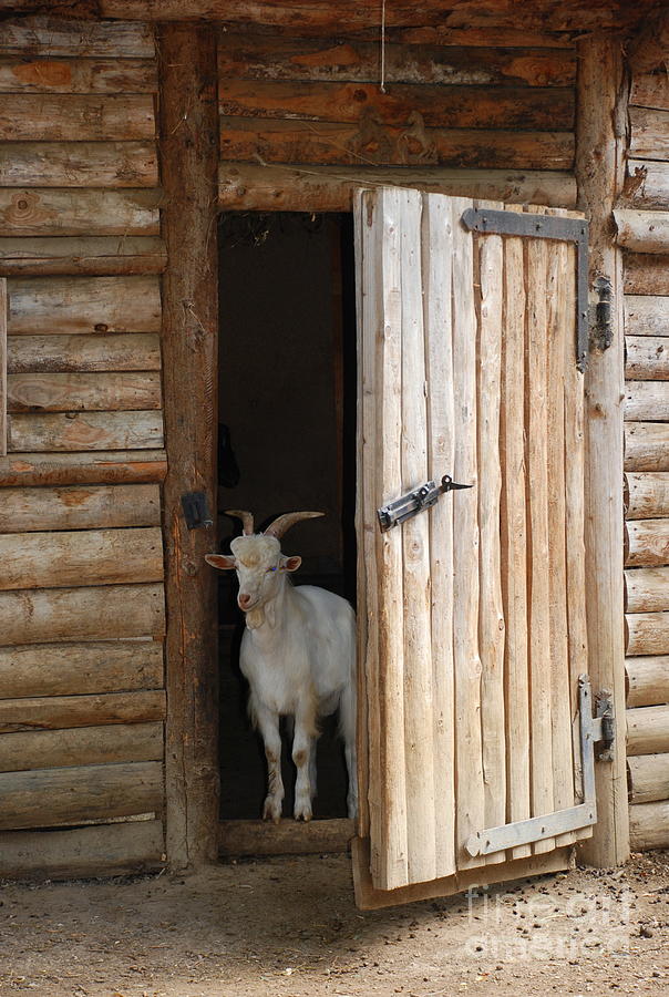 Pet Goat Photograph by Joe Cashin
