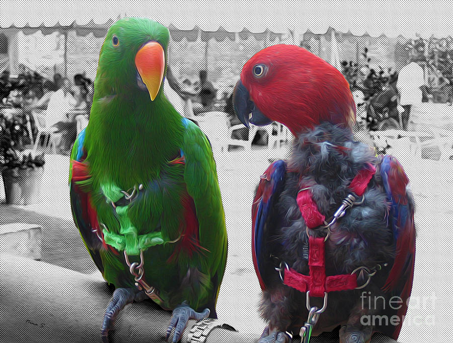 Pet Parrots in a cafe Photograph by Nina Silver