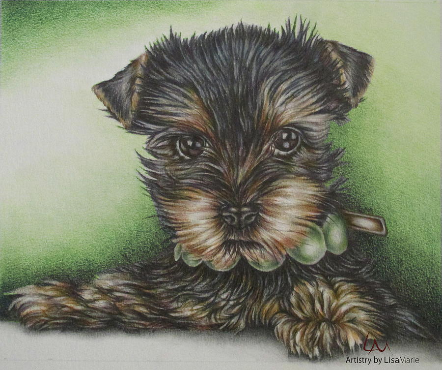 Dog Drawing - Pet Portrait - Scruffy by Lisa Marie Szkolnik