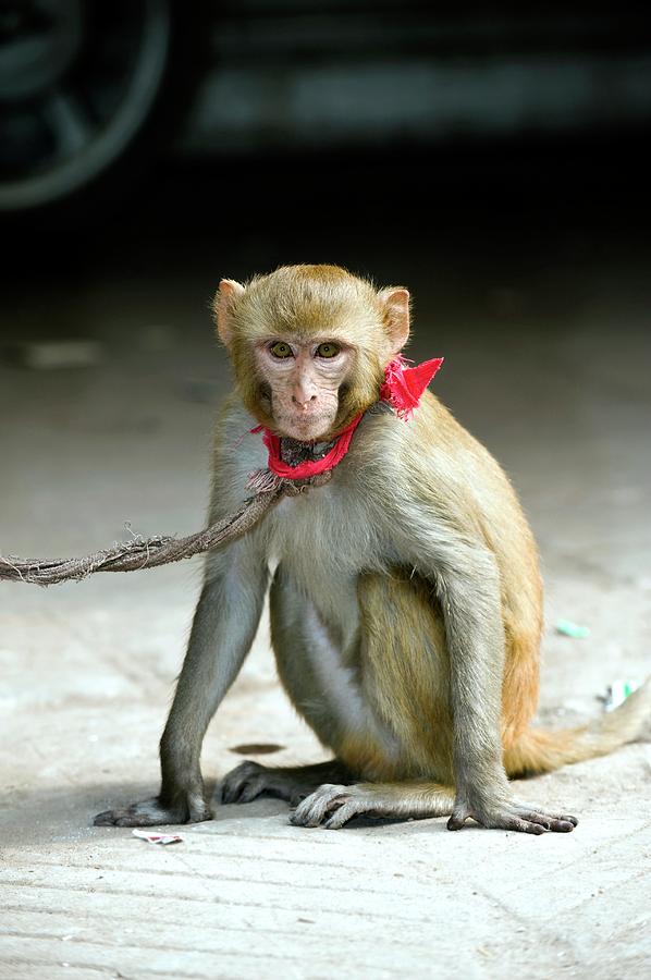 Pet Rhesus Macaque Photograph by Tony Camacho/science Photo Library