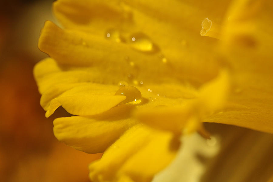 Daffodils Rain Bath Photograph by Connie Handscomb