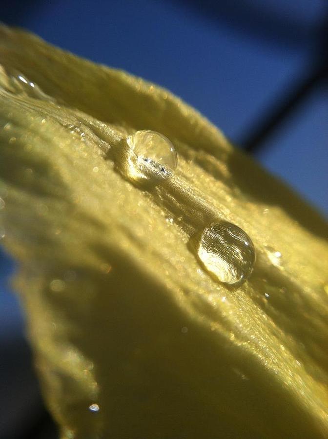 Nature Photograph - Petal Drops by Nikki Watson    McInnes