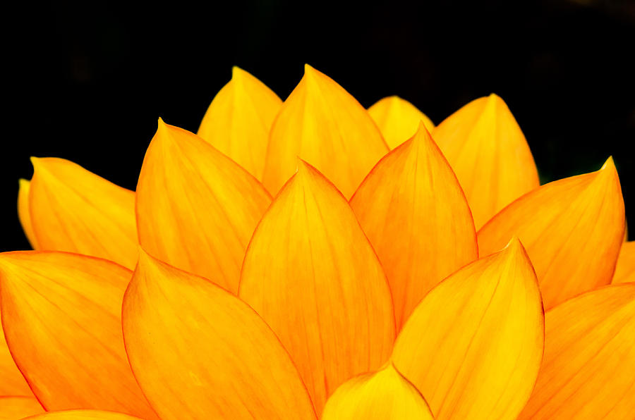 Petal Patterns in Orange Photograph by Greg Nyquist