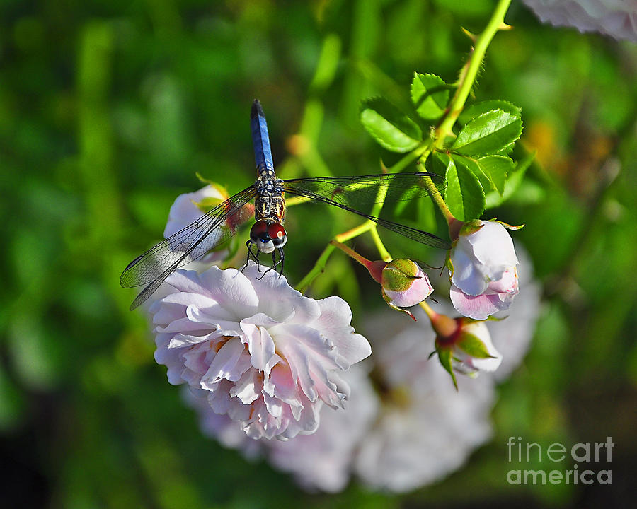 Dragonfly Photograph - Petal Perch by Al Powell Photography USA