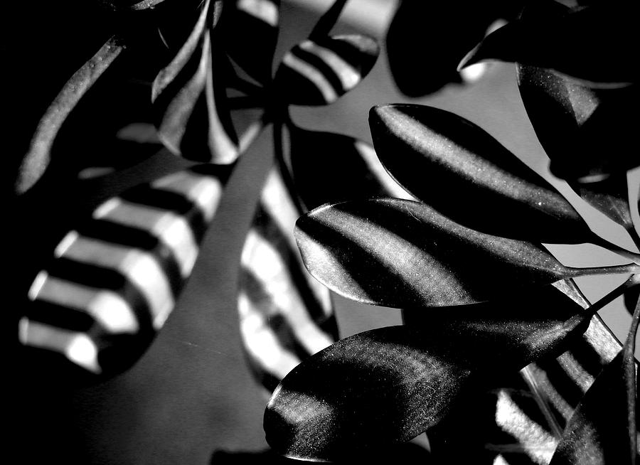 Petal Shadows Photograph by Christopher McKenzie
