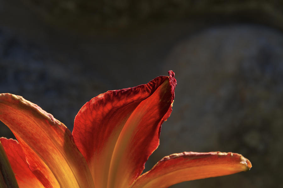 Flower Photograph - Petal Texture by Nathan Larson
