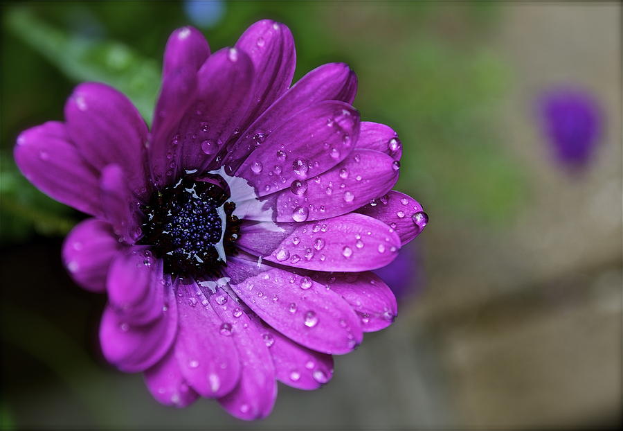 Petal Vessel Photograph by Julie Cowin - Fine Art America