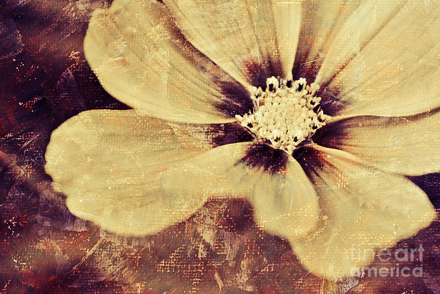 Vintage Photograph - Petaline - t37d03a3 by Variance Collections